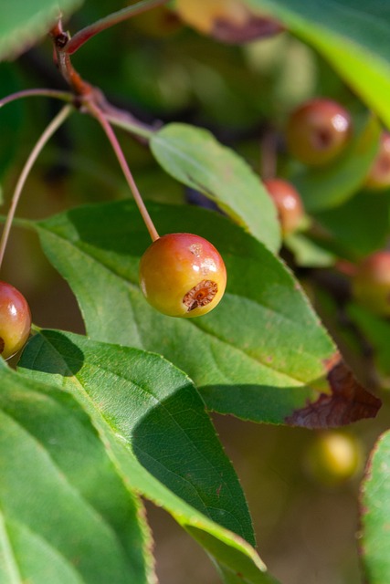 当前中场阵 当前中场阵